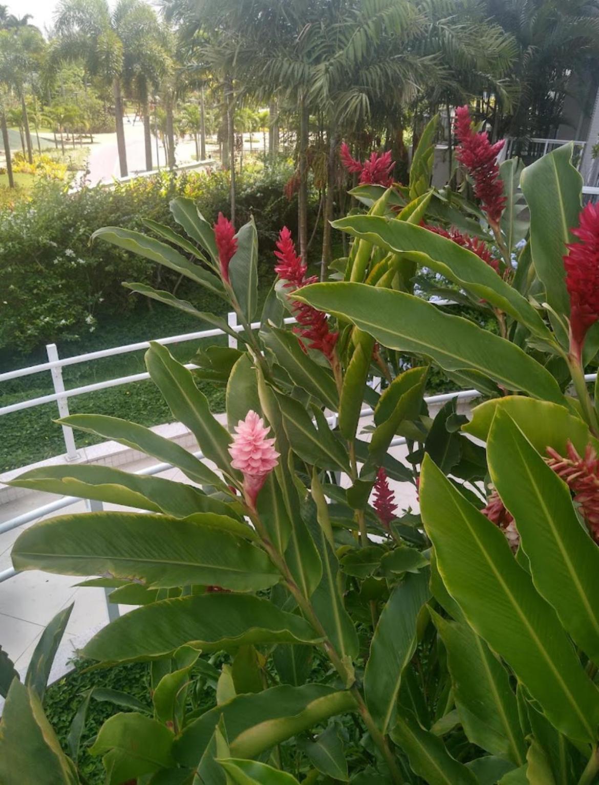 Apartamento Barra Da Tijuca Riocentro Ilha Pura Parque Olimpico Rock In Rio 2024 Piscina Aquecida Apartamento